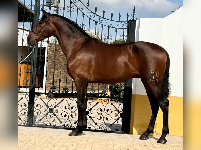 PRE Stallion 3 years 16 hh Bay-Dark in Betera