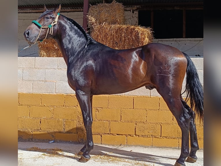 PRE Mix Stallion 3 years 16 hh Bay-Dark in Esperanza, La (Loja)