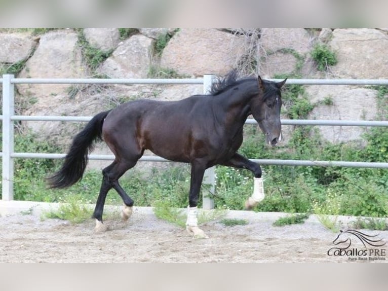 PRE Stallion 3 years 16 hh Bay-Dark in Barcelona