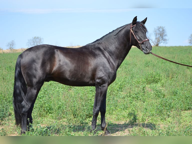 PRE Mix Stallion 3 years 16 hh Black in Sabadell