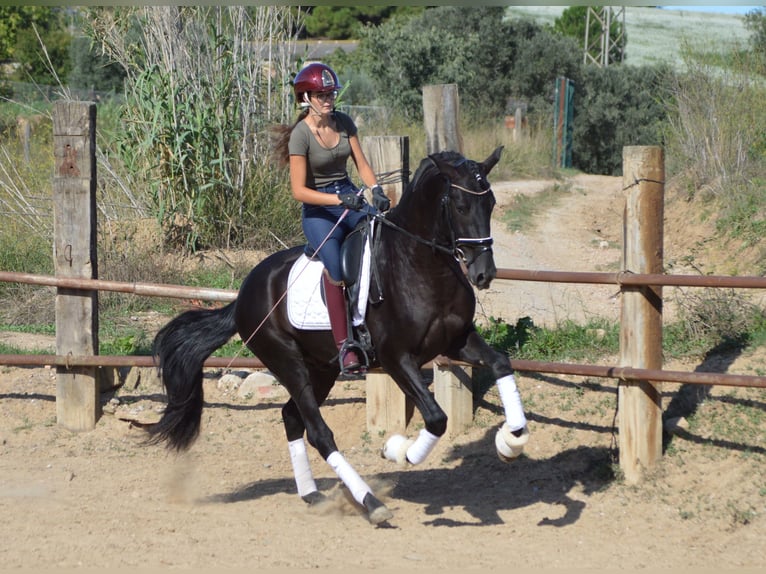 PRE Mix Stallion 3 years 16 hh Black in Sabadell