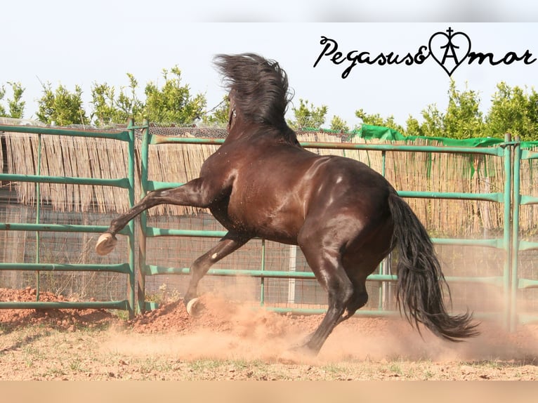 PRE Mix Stallion 3 years 16 hh Black in Valencia