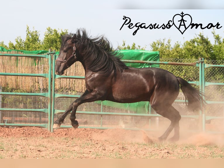 PRE Mix Stallion 3 years 16 hh Black in Valencia
