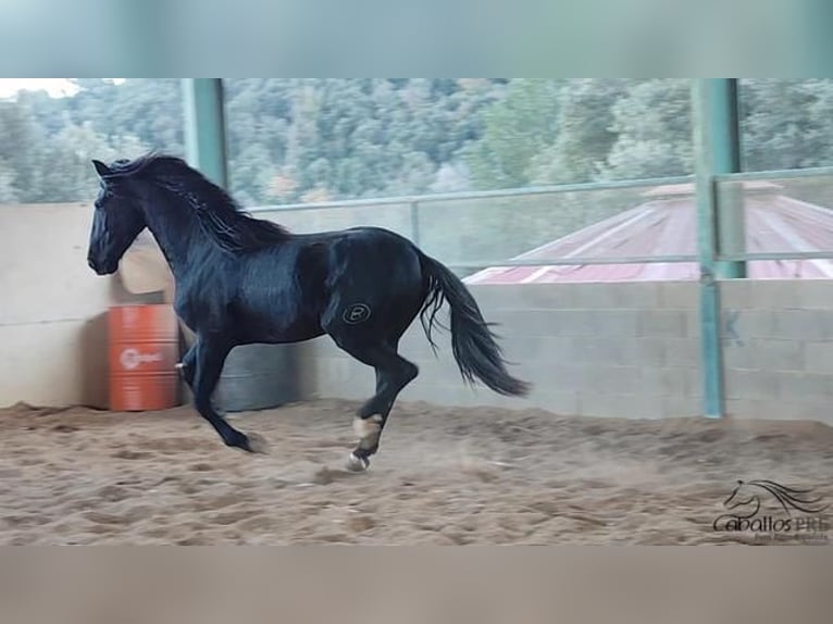 PRE Stallion 3 years 16 hh Black in Girona