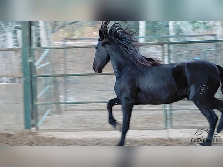 PRE Stallion 3 years 16 hh Black in Girona