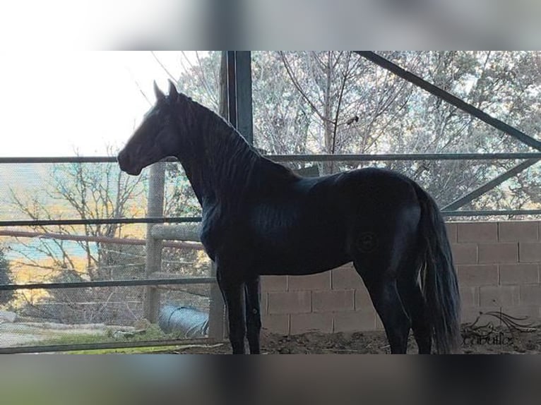 PRE Stallion 3 years 16 hh Black in Girona