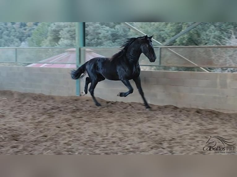 PRE Stallion 3 years 16 hh Black in Girona