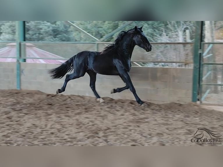 PRE Stallion 3 years 16 hh Black in Girona