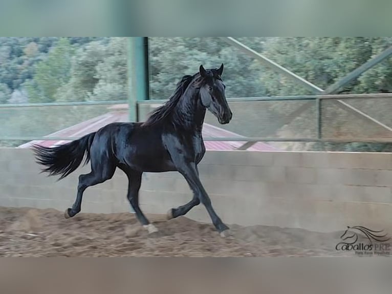 PRE Stallion 3 years 16 hh Black in Girona