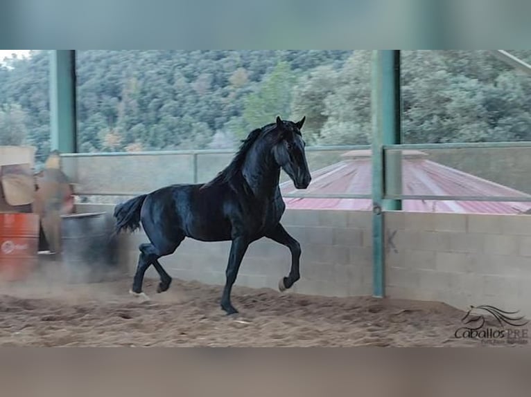 PRE Stallion 3 years 16 hh Black in Girona