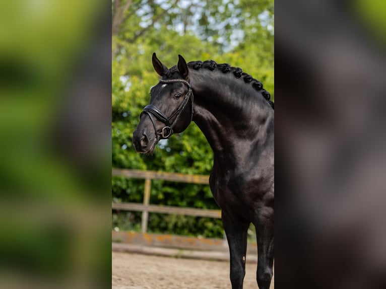 PRE Mix Stallion 3 years 16 hh Black in Sm