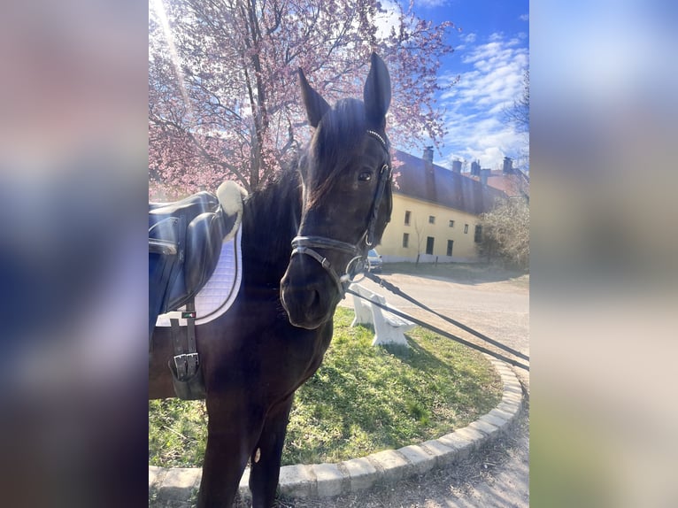 PRE Stallion 3 years 16 hh Black in Wien