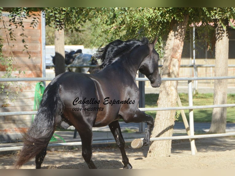 PRE Mix Stallion 3 years 16 hh Black in Vejer de la Frontera