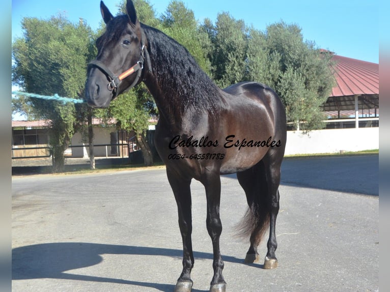 PRE Mix Stallion 3 years 16 hh Black in Vejer de la Frontera