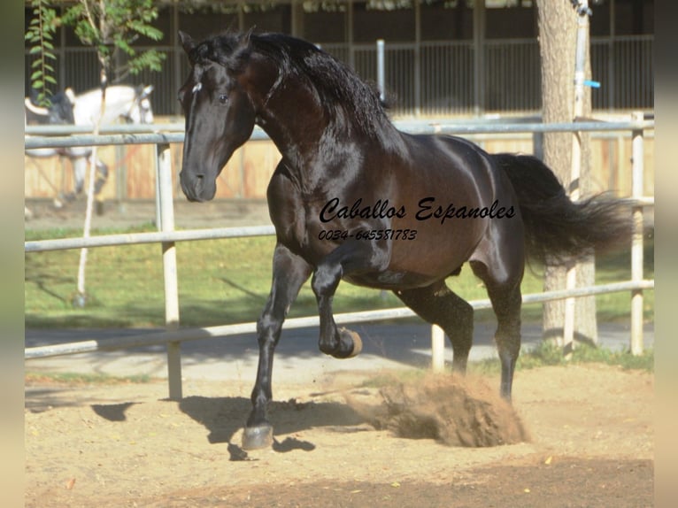 PRE Mix Stallion 3 years 16 hh Black in Vejer de la Frontera