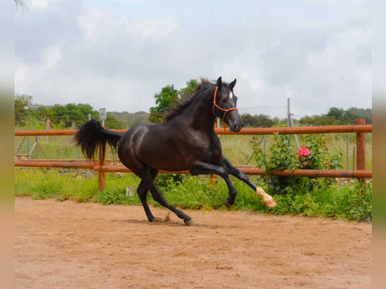 PRE Mix Stallion 3 years 16 hh Black in Monells