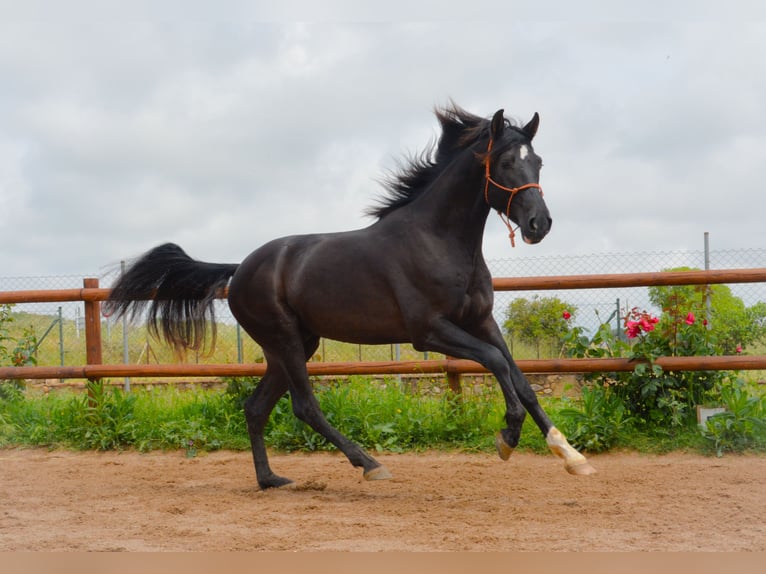 PRE Mix Stallion 3 years 16 hh Black in Monells