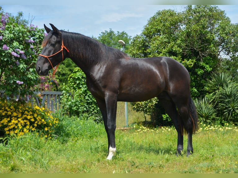 PRE Mix Stallion 3 years 16 hh Black in Monells