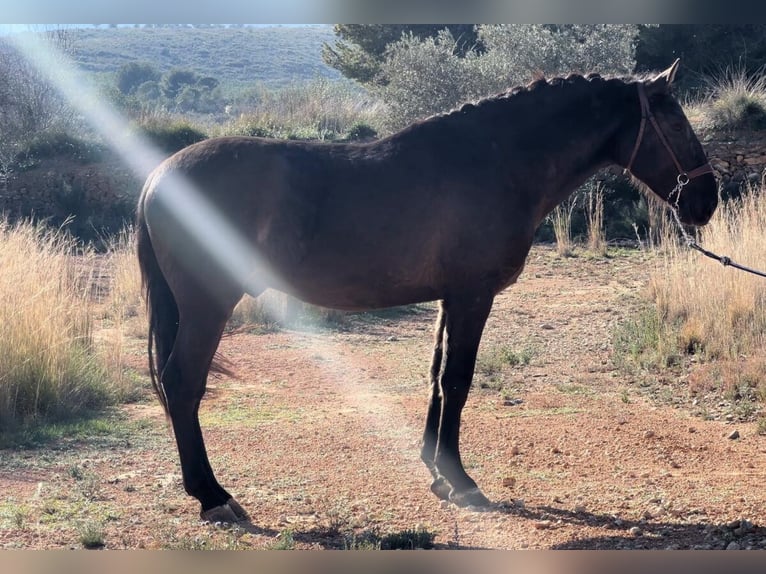 PRE Stallion 3 years 16 hh Black in Pedralba