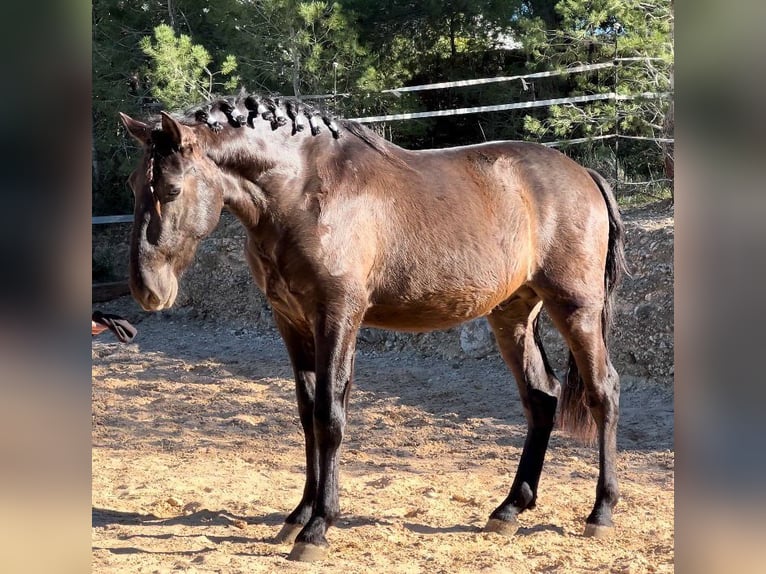 PRE Stallion 3 years 16 hh Black in Pedralba