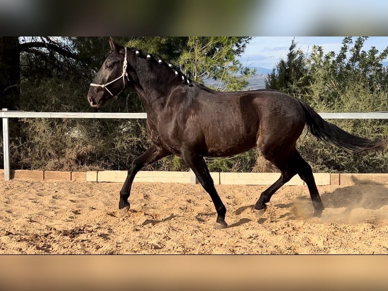 PRE Stallion 3 years 16 hh Black in Pedralba