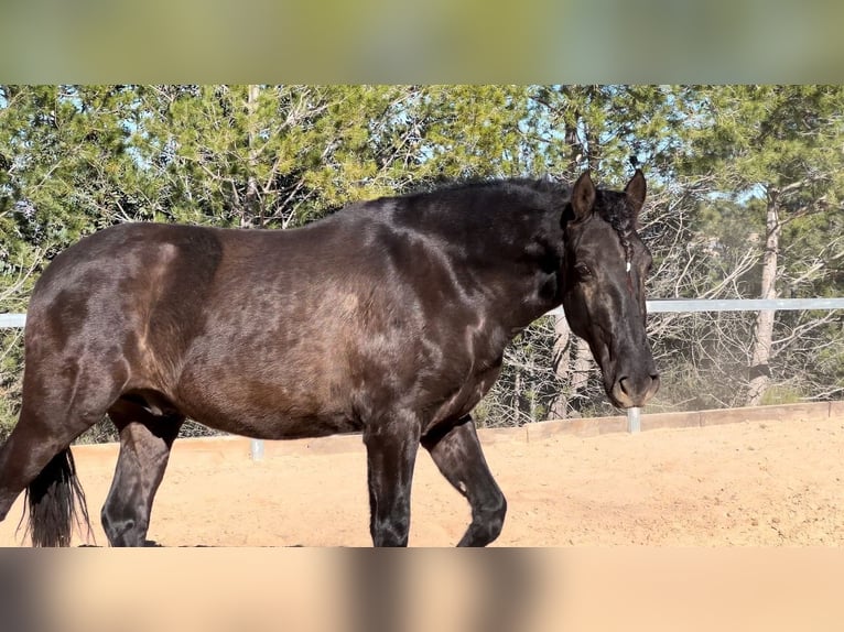 PRE Stallion 3 years 16 hh Black in Pedralba