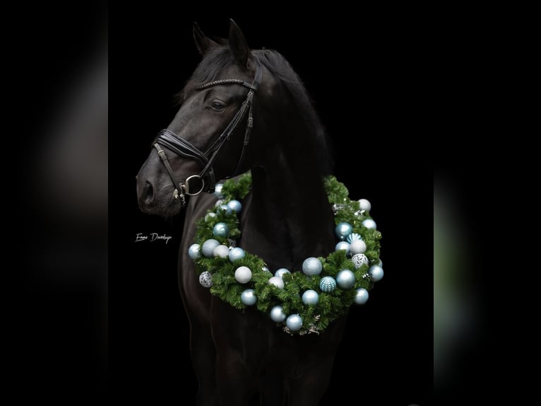 PRE Mix Stallion 3 years 16 hh Black in Poeldijk