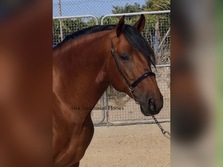PRE Mix Stallion 3 years 16 hh Brown in Sevilla