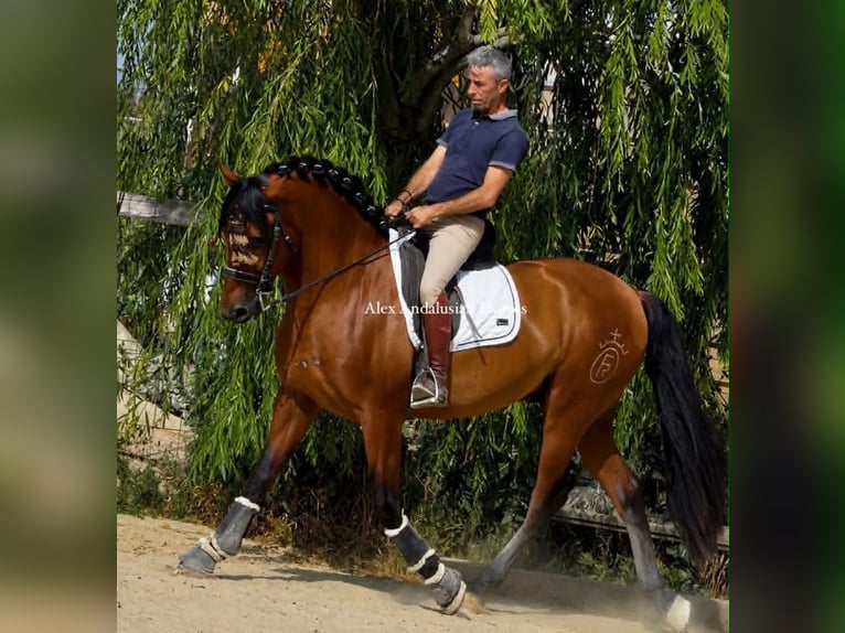 PRE Mix Stallion 3 years 16 hh Brown in Sevilla
