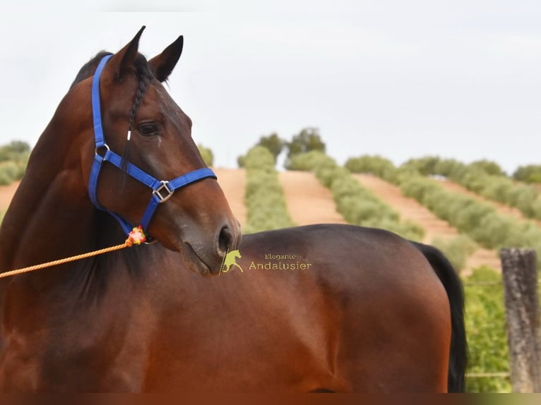 PRE Stallion 3 years 16 hh Brown in Provinz Cordoba