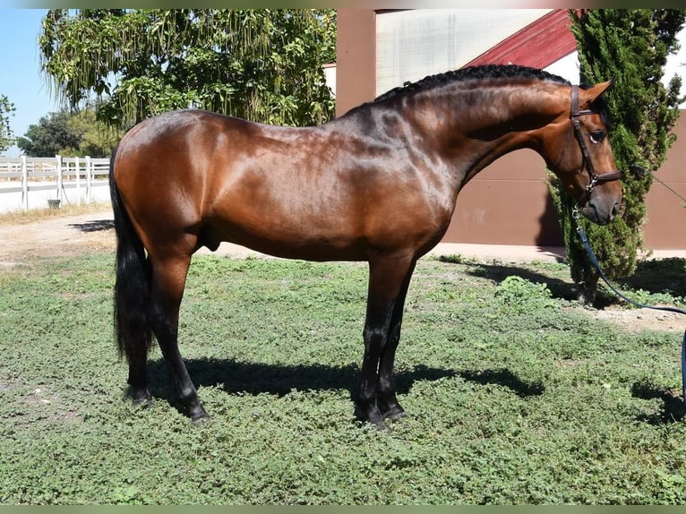 PRE Stallion 3 years 16 hh Brown in Provinz Granada