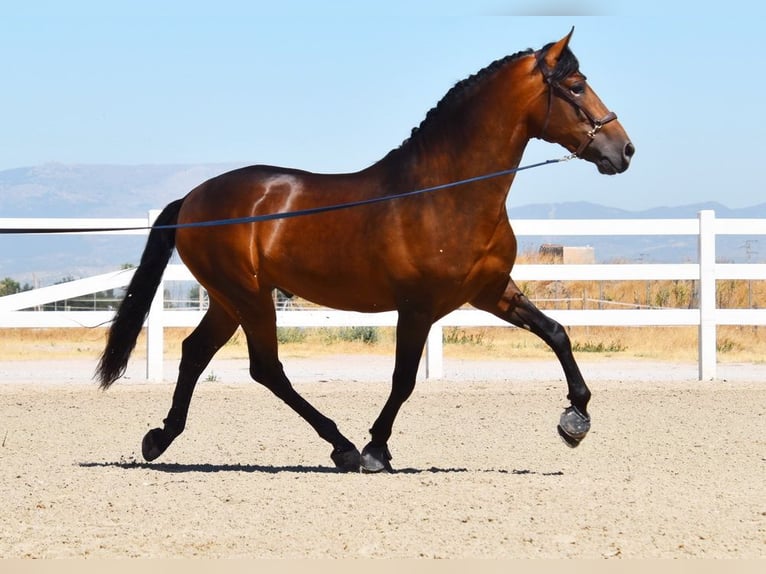 PRE Stallion 3 years 16 hh Brown in Provinz Granada