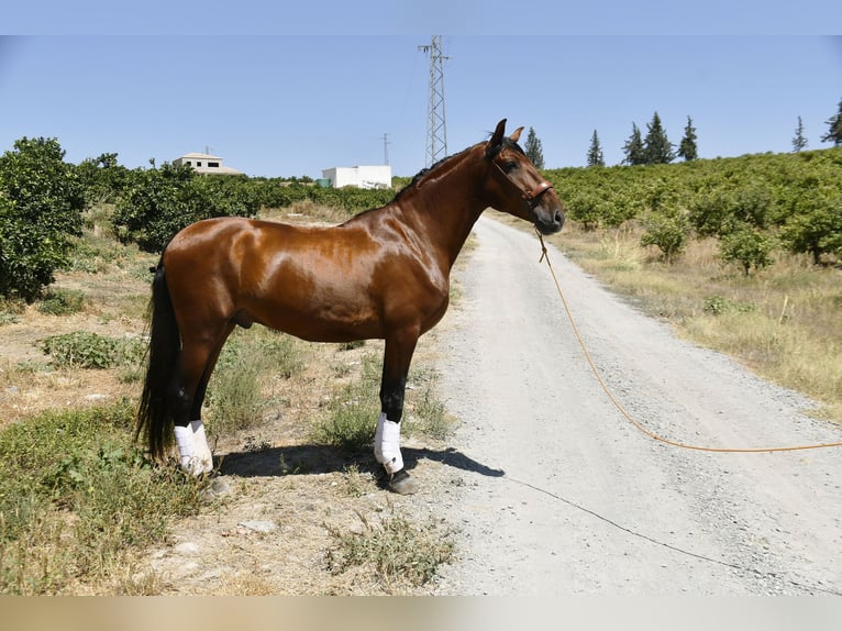 PRE Stallion 3 years 16 hh Brown in GALAROZA (HUELVA)