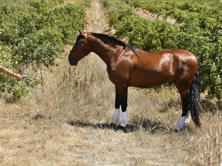 PRE Stallion 3 years 16 hh Brown in GALAROZA (HUELVA)