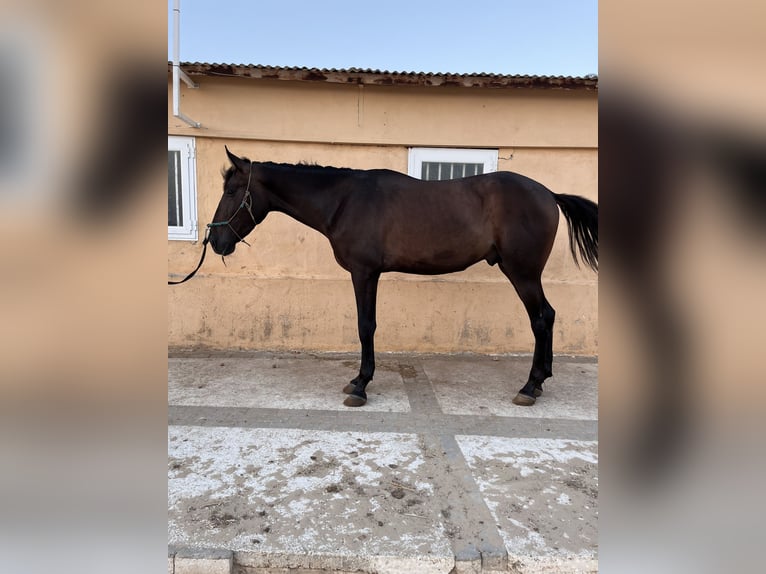 PRE Stallion 3 years 16 hh Brown in Montilla