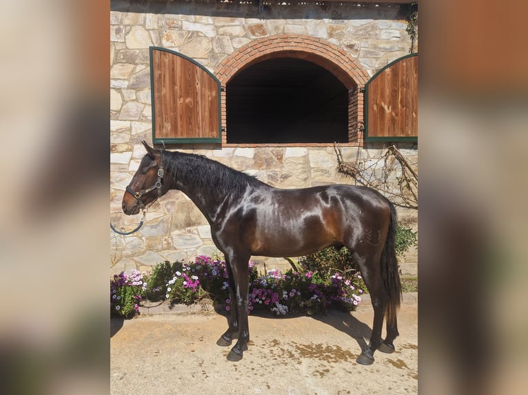 PRE Mix Stallion 3 years 16 hh Brown in Sant Esteve De Palautordera