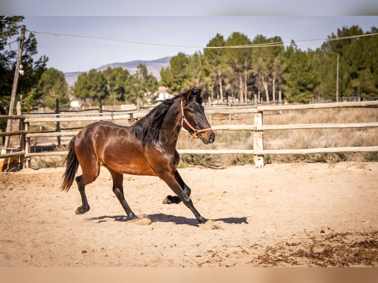 PRE Mix Stallion 3 years 16 hh Brown in Valencia