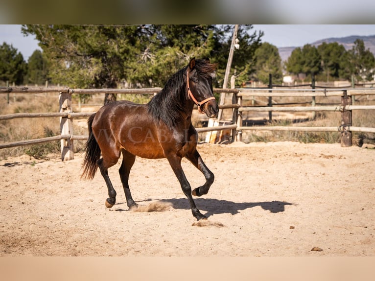 PRE Mix Stallion 3 years 16 hh Brown in Valencia