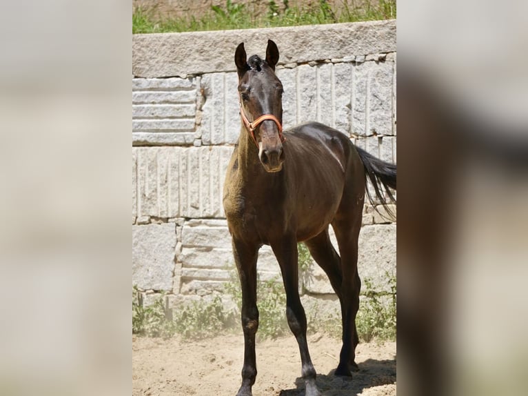 PRE Stallion 3 years 16 hh Brown in Vilamarín