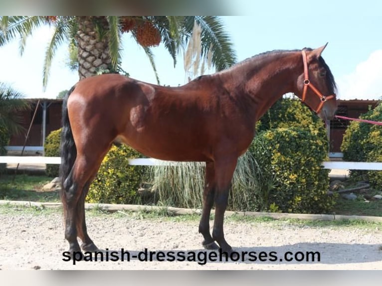 PRE Mix Stallion 3 years 16 hh Brown in Barcelona