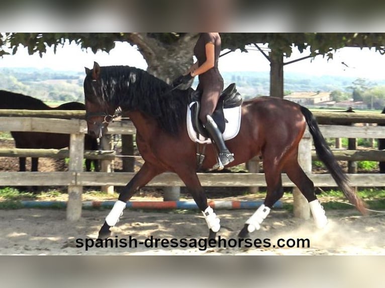 PRE Mix Stallion 3 years 16 hh Brown in Barcelona