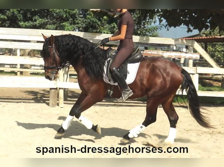 PRE Mix Stallion 3 years 16 hh Brown in Barcelona