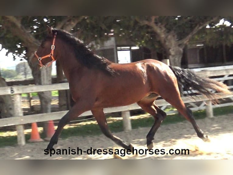 PRE Mix Stallion 3 years 16 hh Brown in Barcelona