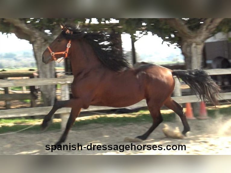 PRE Mix Stallion 3 years 16 hh Brown in Barcelona