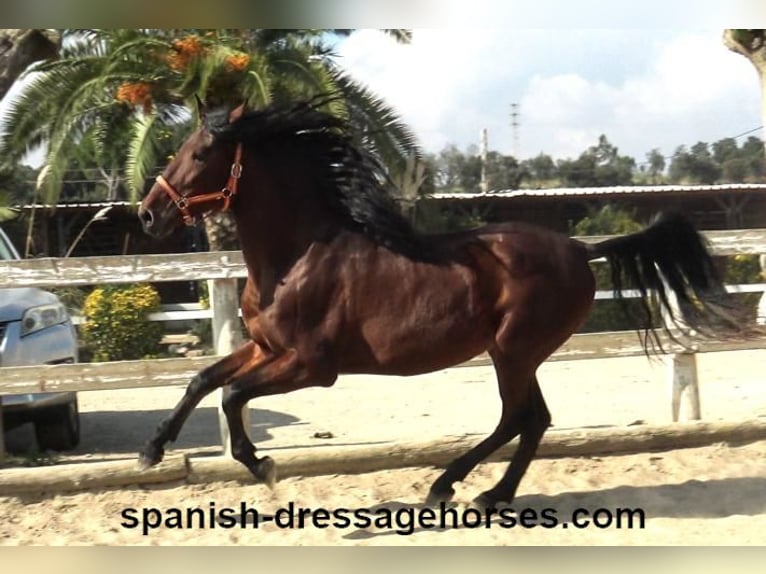 PRE Mix Stallion 3 years 16 hh Brown in Barcelona