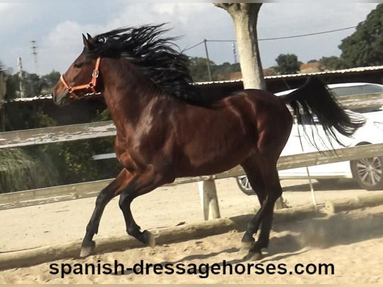 PRE Mix Stallion 3 years 16 hh Brown in Barcelona