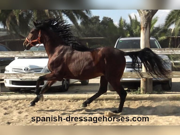 PRE Mix Stallion 3 years 16 hh Brown in Barcelona