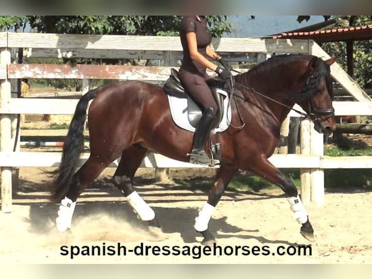 PRE Mix Stallion 3 years 16 hh Brown in Barcelona