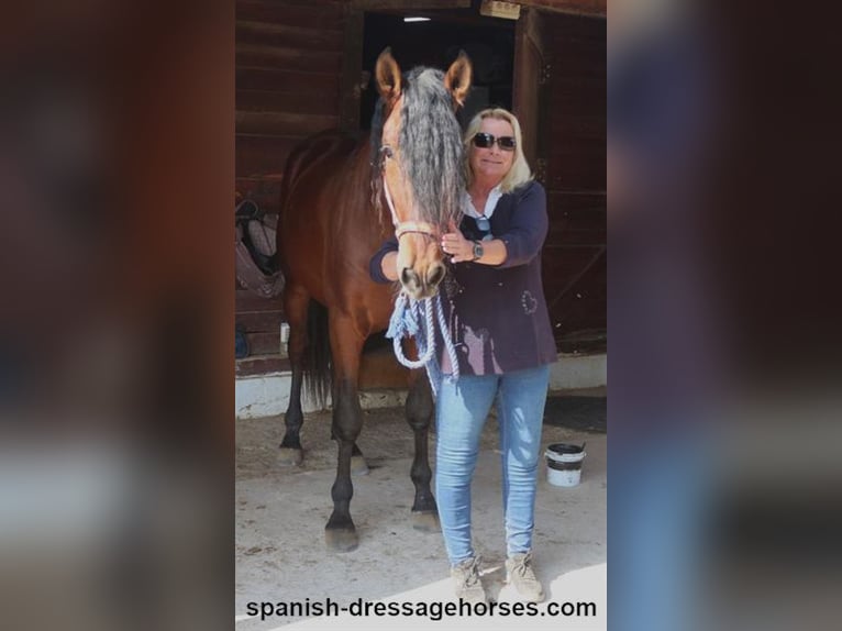 PRE Mix Stallion 3 years 16 hh Brown in Barcelona