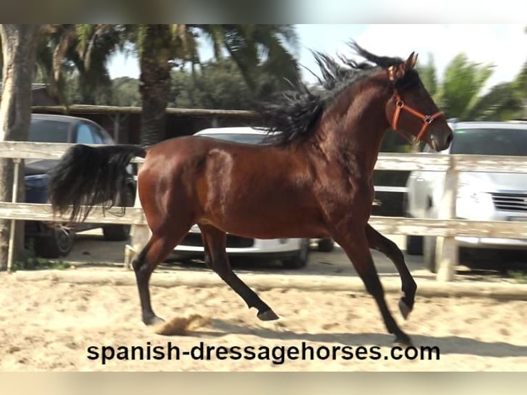 PRE Mix Stallion 3 years 16 hh Brown in Barcelona